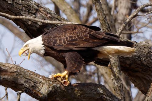 Eagle Sightings