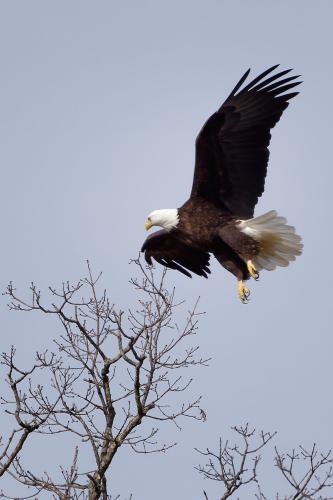 Eagle Sightings