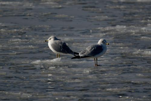 Frozen Riverlands