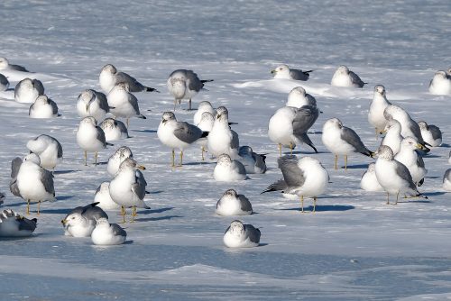 Winfield Dam in Winter