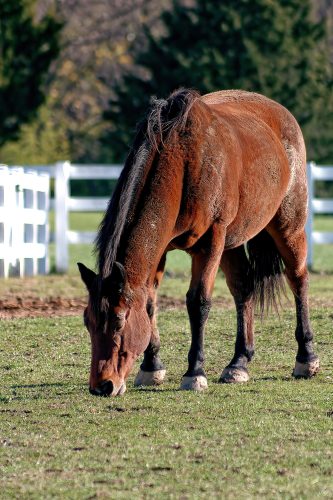 Pasture Pets