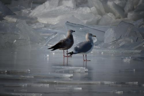 Frozen Riverlands