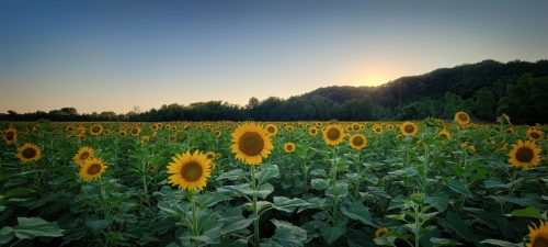 20230710_194655-gigapixel-very_compressed-scale-2_00x_Nik-SharpenAI-Motion_DxO