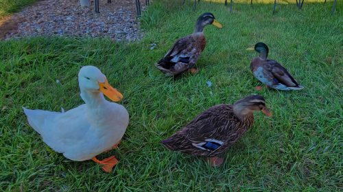 20241009_153359_Nik-DeNoiseAI-standard_Nik_DxO