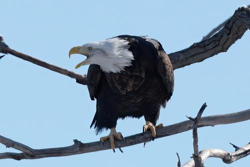 Eagle Sightings