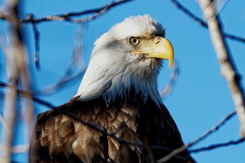 Eagle Sightings