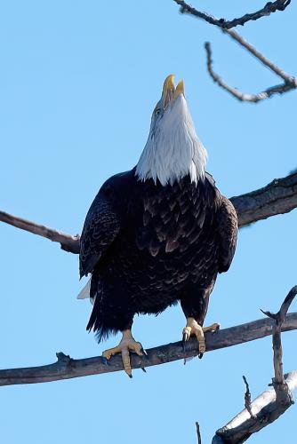 Eagle Sightings