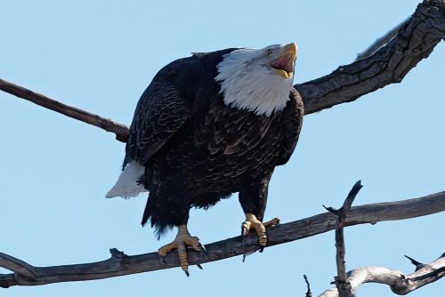 Eagle Sightings