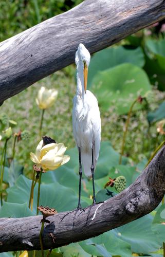 Egret 08172022