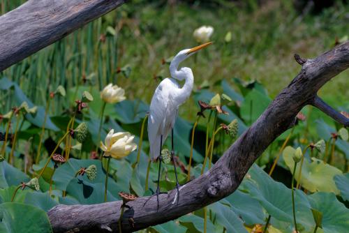 Egret 08172022