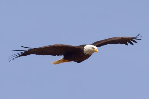 Eagle Sightings