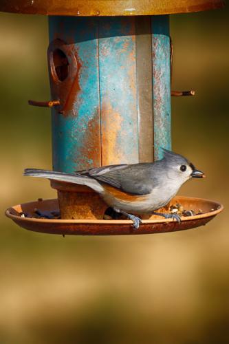 Copper Tufted Titmouse 01032021