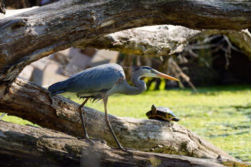 Siloam Springs Blue Heron