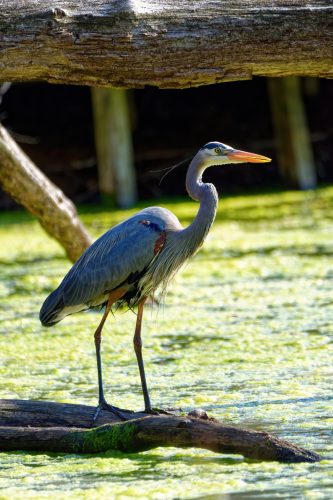 Siloam Springs Blue Heron