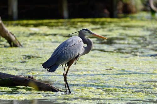Siloam Springs Blue Heron