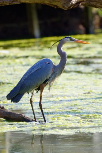 Siloam Springs Blue Heron