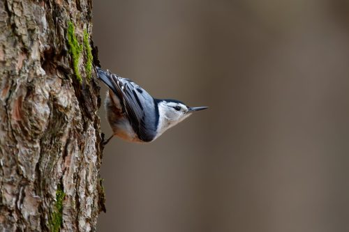 Birds of Siloam Springs