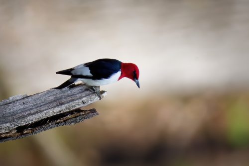 Birds of Siloam Springs