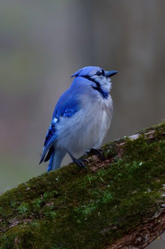 Birds of Siloam Springs