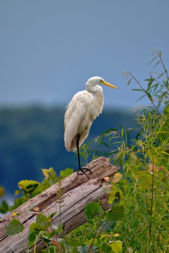 Our Lady of the Rivers