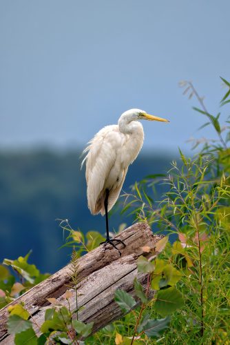 Our Lady of the Rivers