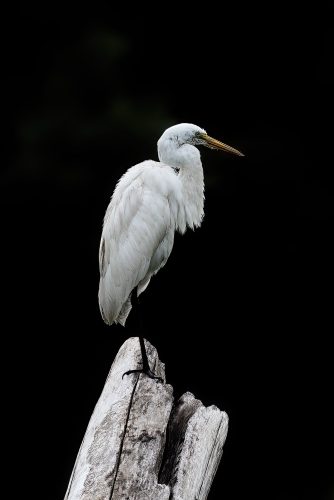 Our Lady of the Rivers