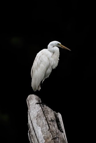 Our Lady of the Rivers