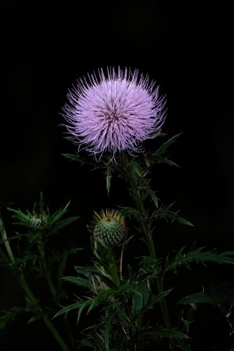 Our Lady of the Rivers