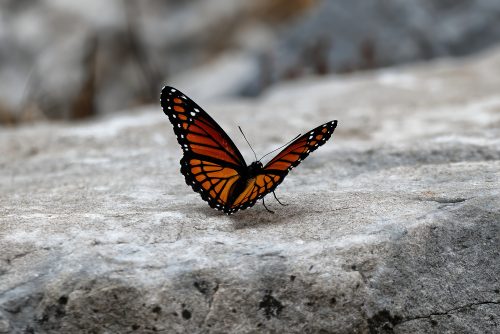 A Day at the Riverlands