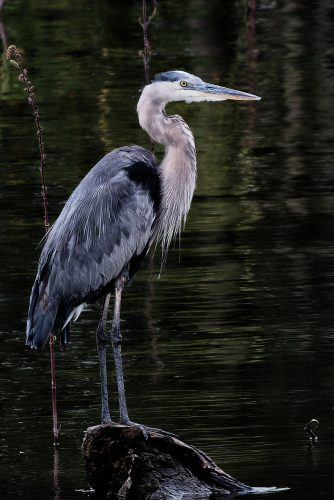 A Day at the Riverlands