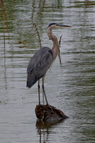 A Day at the Riverlands