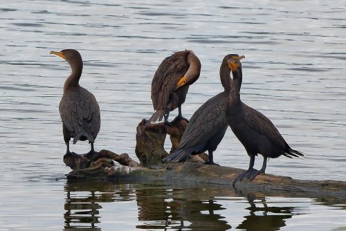 A Day at the Riverlands