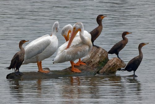 A Day at the Riverlands