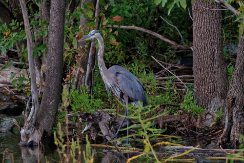 A Day at the Riverlands