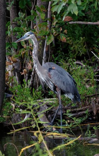 A Day at the Riverlands