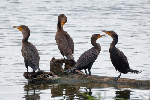 A Day at the Riverlands