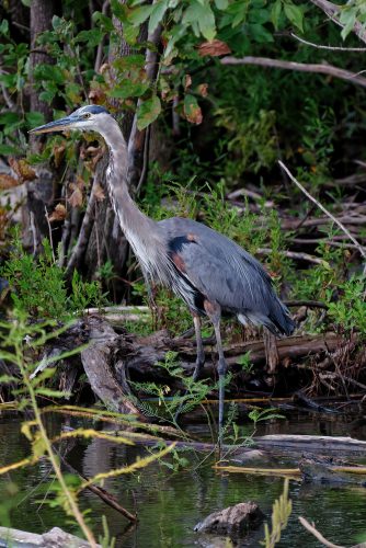 A Day at the Riverlands