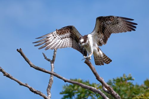 Grand Ole Osprey
