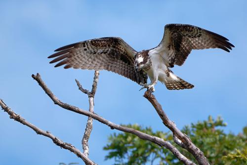 Grand Ole Osprey