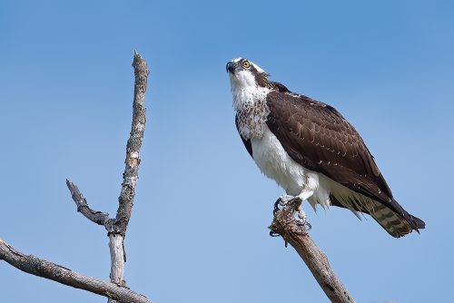 Grand Ole Osprey
