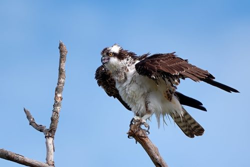 Grand Ole Osprey