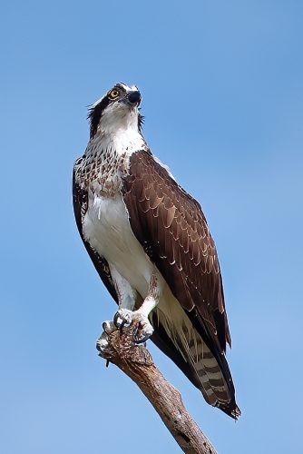 Grand Ole Osprey