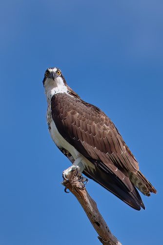 Grand Ole Osprey