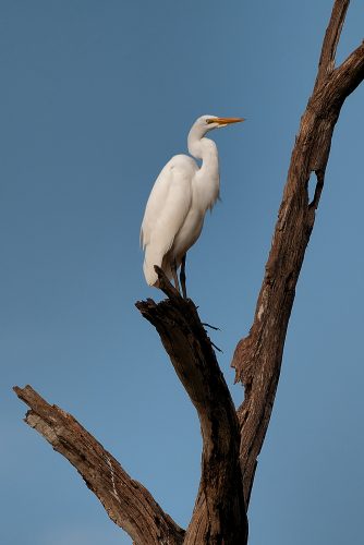 Mark Twain Lake Egret