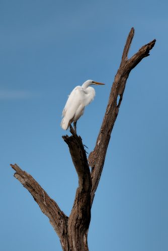 DSC_4138_Nik_Nik_DxO