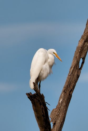 DSC_4140_Nik_Nik_DxO