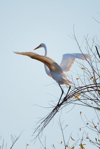 Camping at Carlyle Lake
