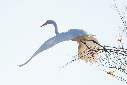 Camping at Carlyle Lake