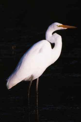Camping at Carlyle Lake