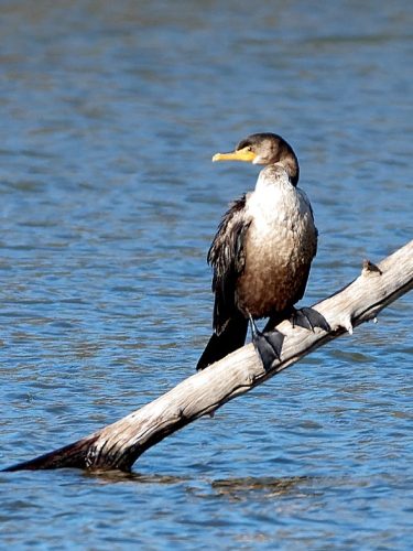 Camping at Carlyle Lake